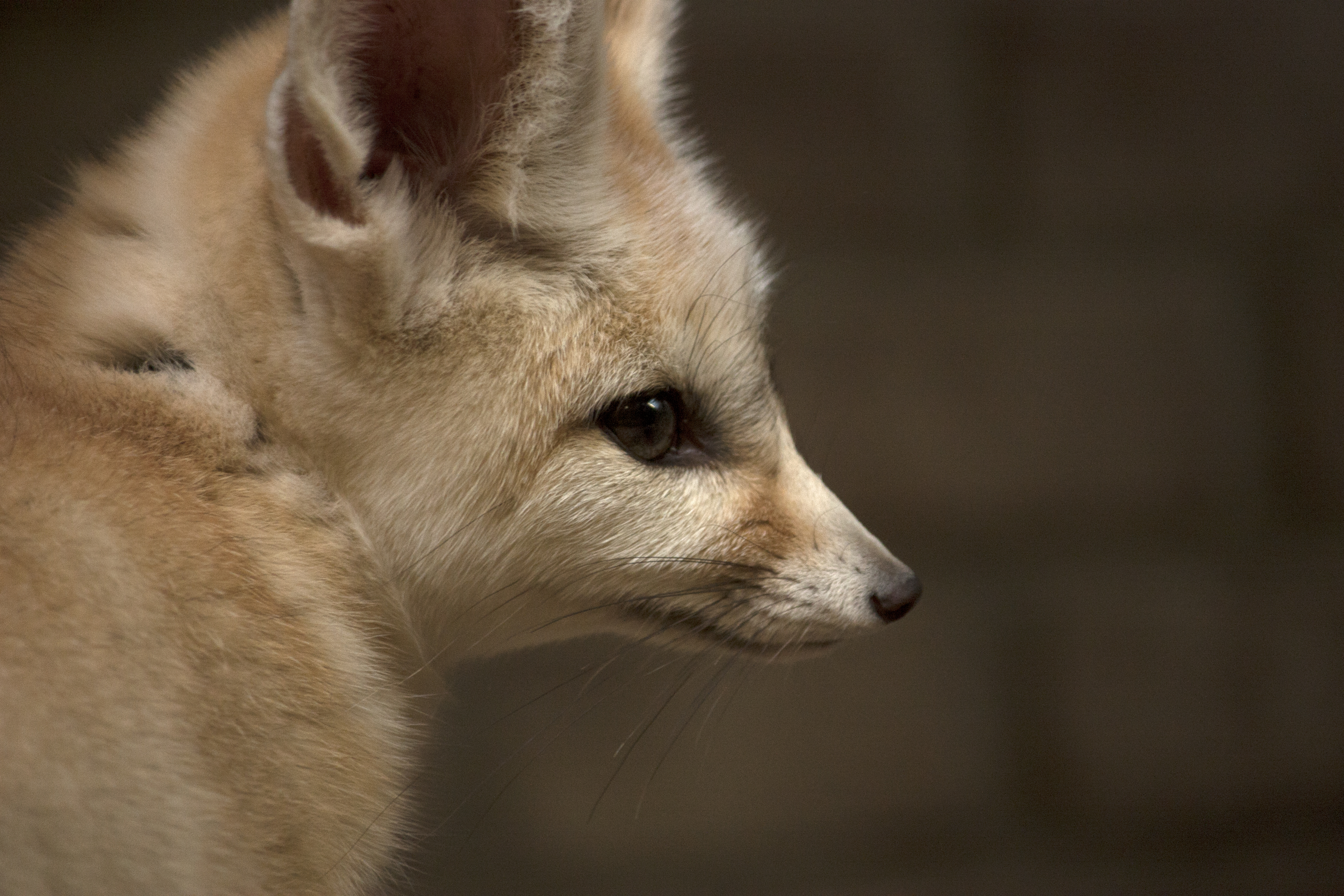 Fennec fox - Wikipedia