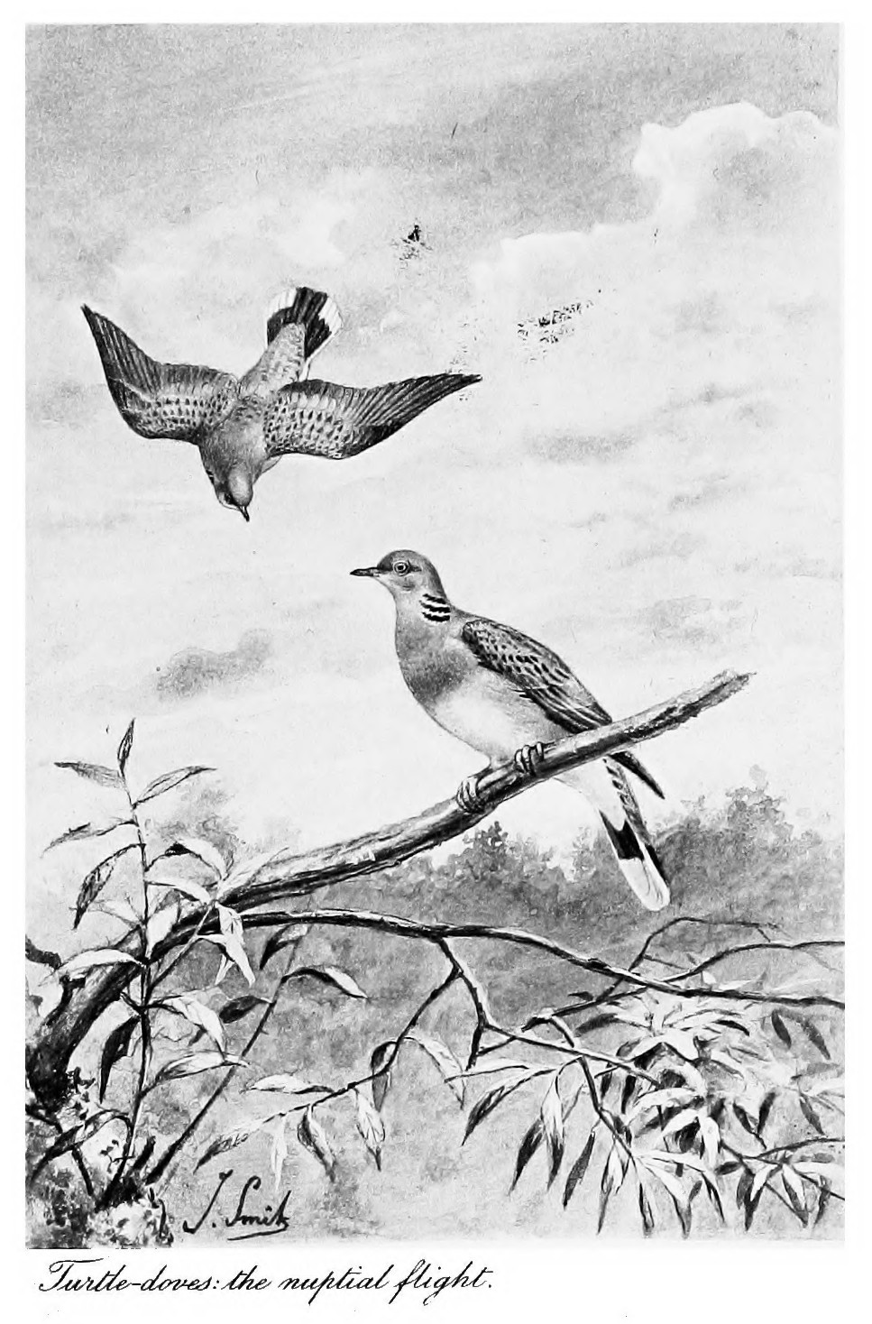 photogravure of Turtle Doves: (Streptopelia turtur') The Nuptial Flight by Joseph Smit