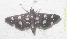 Bocchoris inspersalis