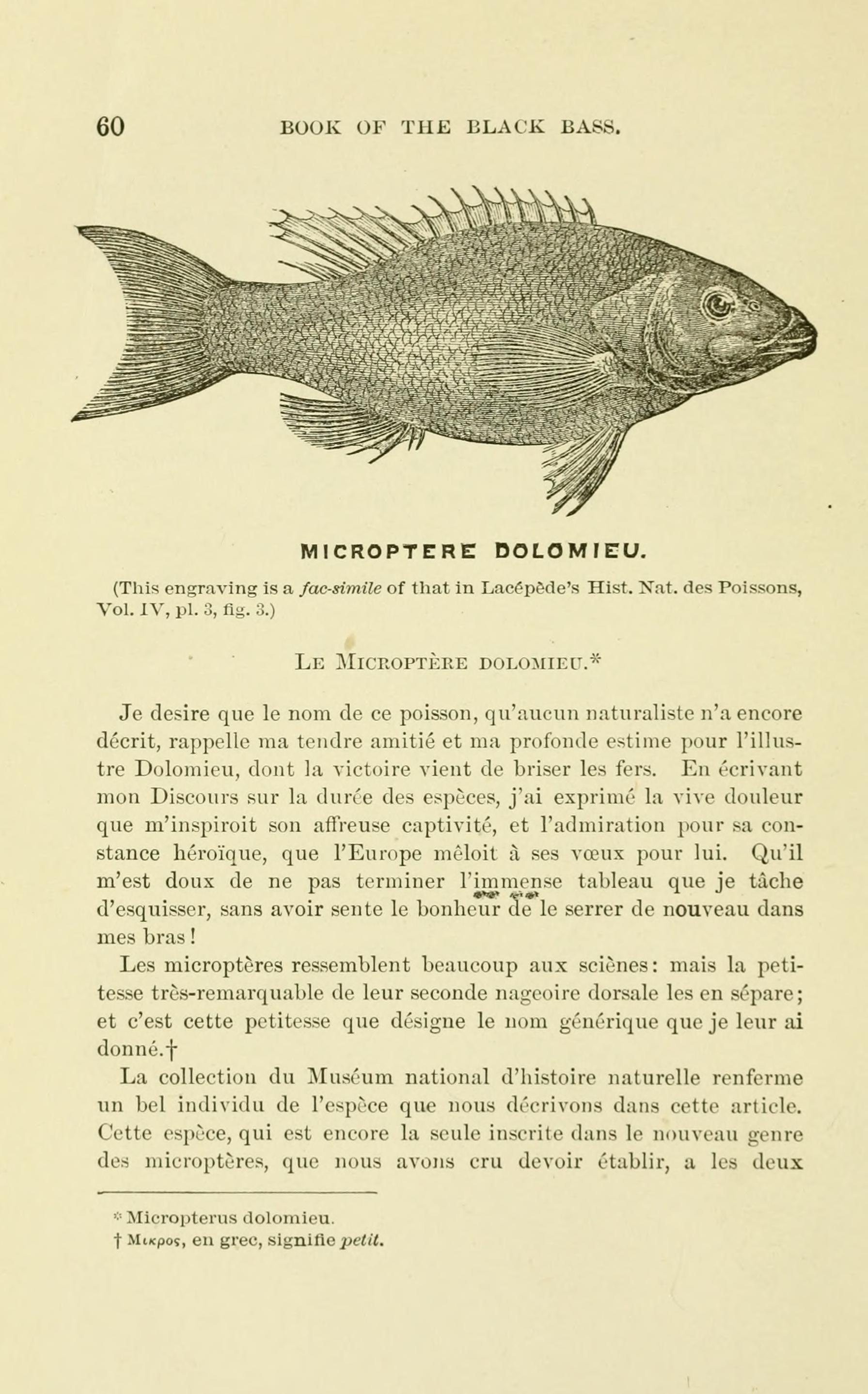 File:Book of the black bass, comprising its complete scientific and life  history (Page 60, Figure- Microptere dolomieu) BHL8262506.jpg - Wikimedia  Commons