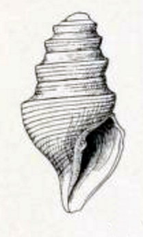 <i>Borsonella hooveri</i> Extinct species of gastropod