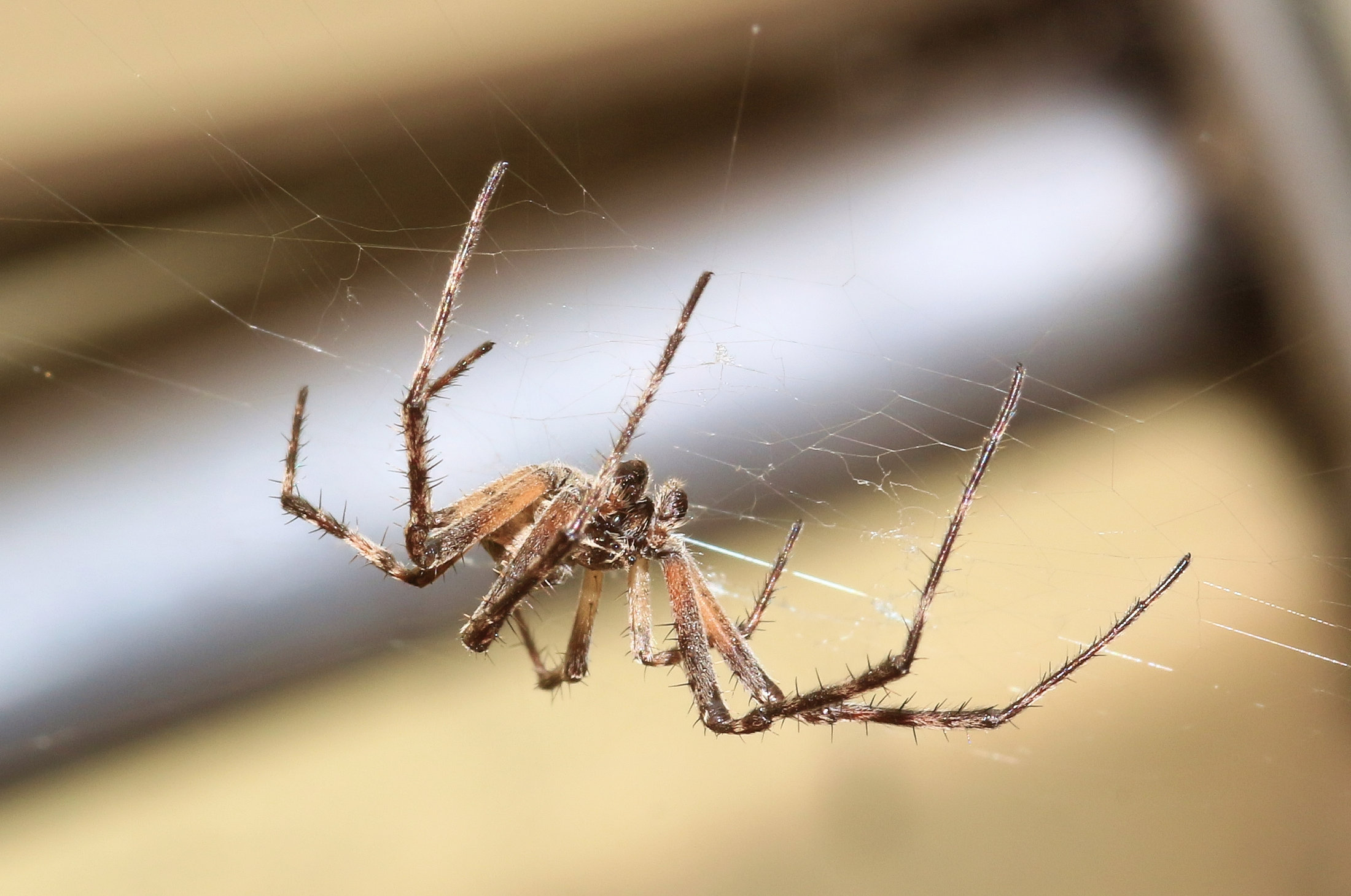 Spider sound. Larinioides sclopetarius. Паук Larinioides patagiatus. Звуки пауков. Паук Weaver.