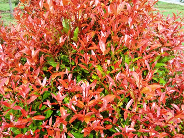 File:Bunga pucuk merah (11).JPG - Wikimedia Commons