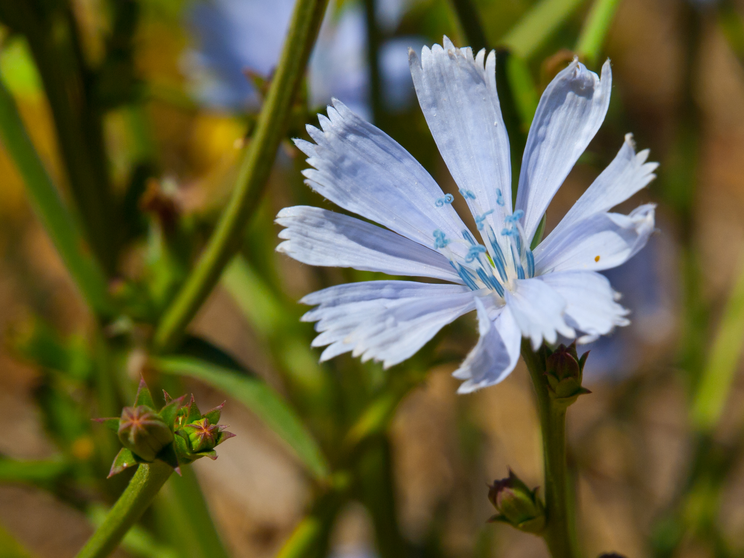 Цикорий Florian. Cichorium intybus белый. Цикорий Колос. Cichorium intybus микс.