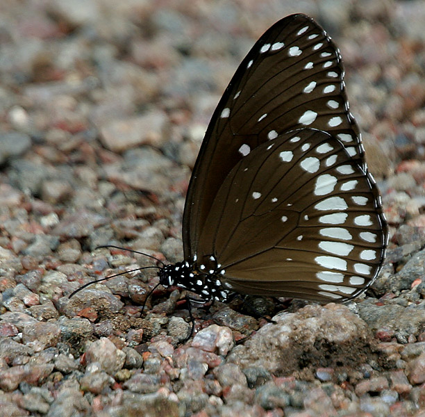 File:Common Indian Crow (Euploea core) in Kawal, AP W IMG 1808.jpg