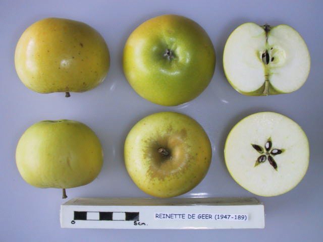 File:Cross section of Reinette de Geer, National Fruit Collection (acc. 1947-189).jpg