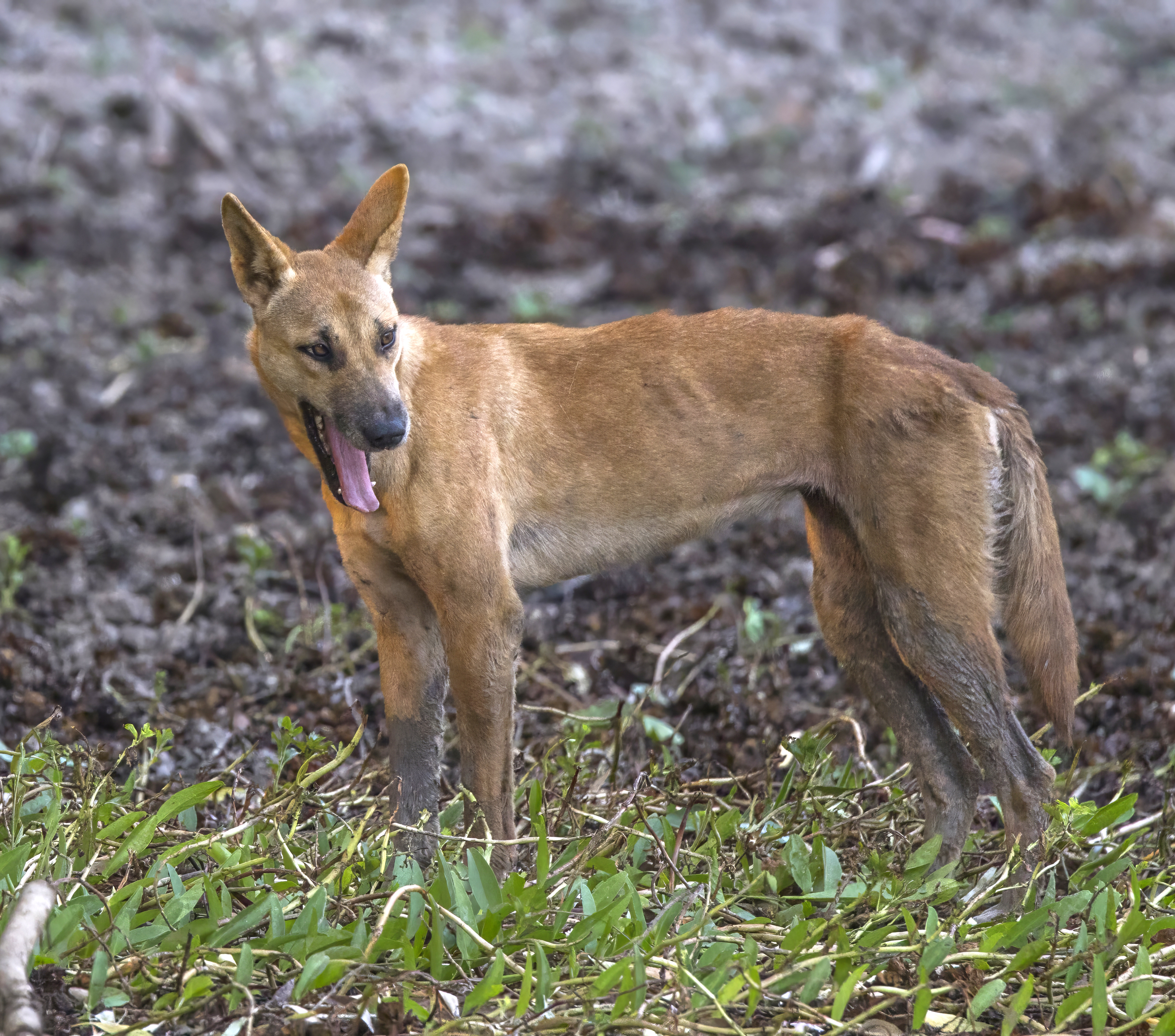 australian animals dingo