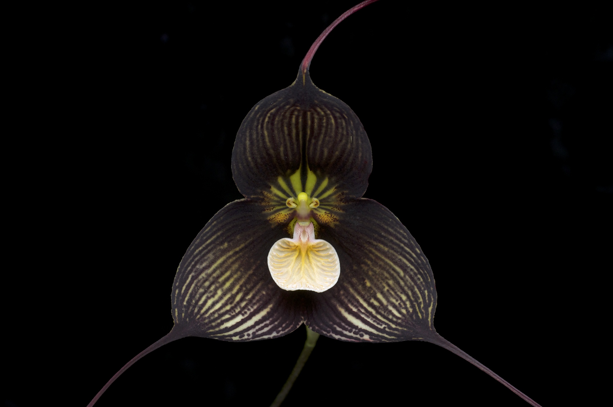 There's a species of orchid that looks like a monkey's face called 'Dracula  Simia'. It is