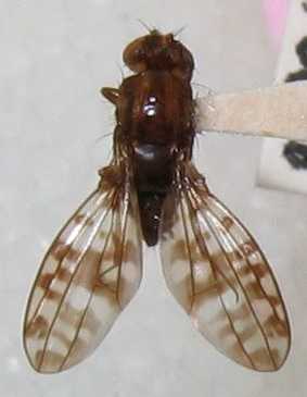 File:Drosophila setosimentum.jpg