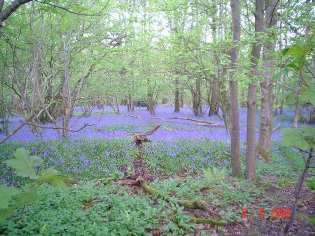 File:Ellers. - geograph.org.uk - 97850.jpg