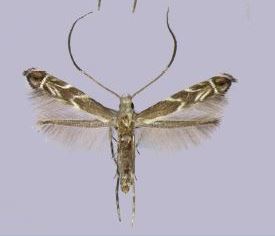 <i>Epicephala nudilingua</i> Species of moth