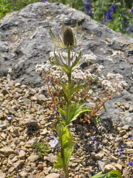 File:Eryngium alpinum.JPG