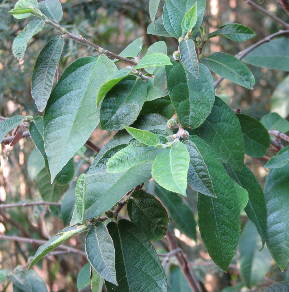 Forgænger Latter Glat Ficus coronata - Wikipedia