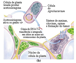 File Formacao Desses Tumores E O Resultado Da Transferencia De Genes De Agrobacterium Spp Para O Genoma Da Planta Infetada Png Wikimedia Commons