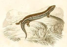 <i>Chalcides ocellatus</i> species of reptile