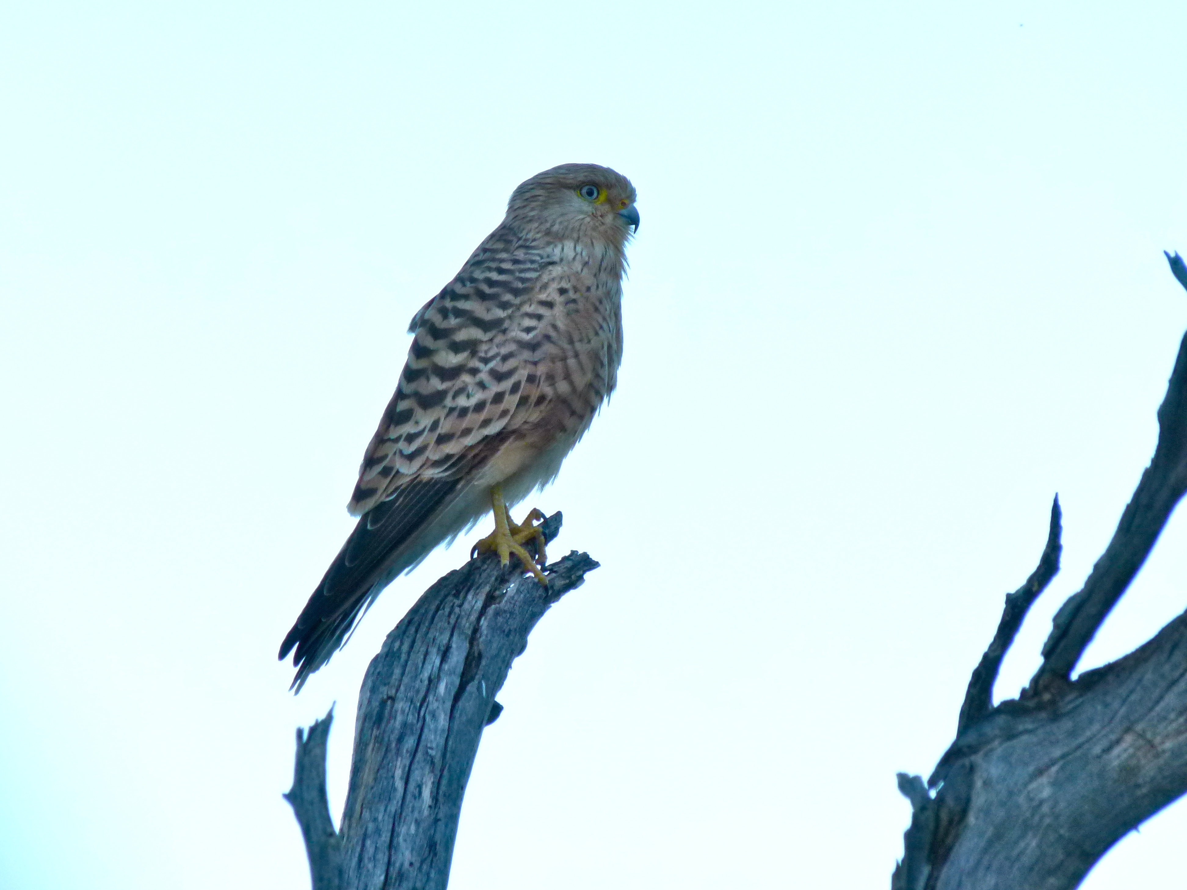 Greater Kestrel (Falco rupicoloides) (6880816284).jpg