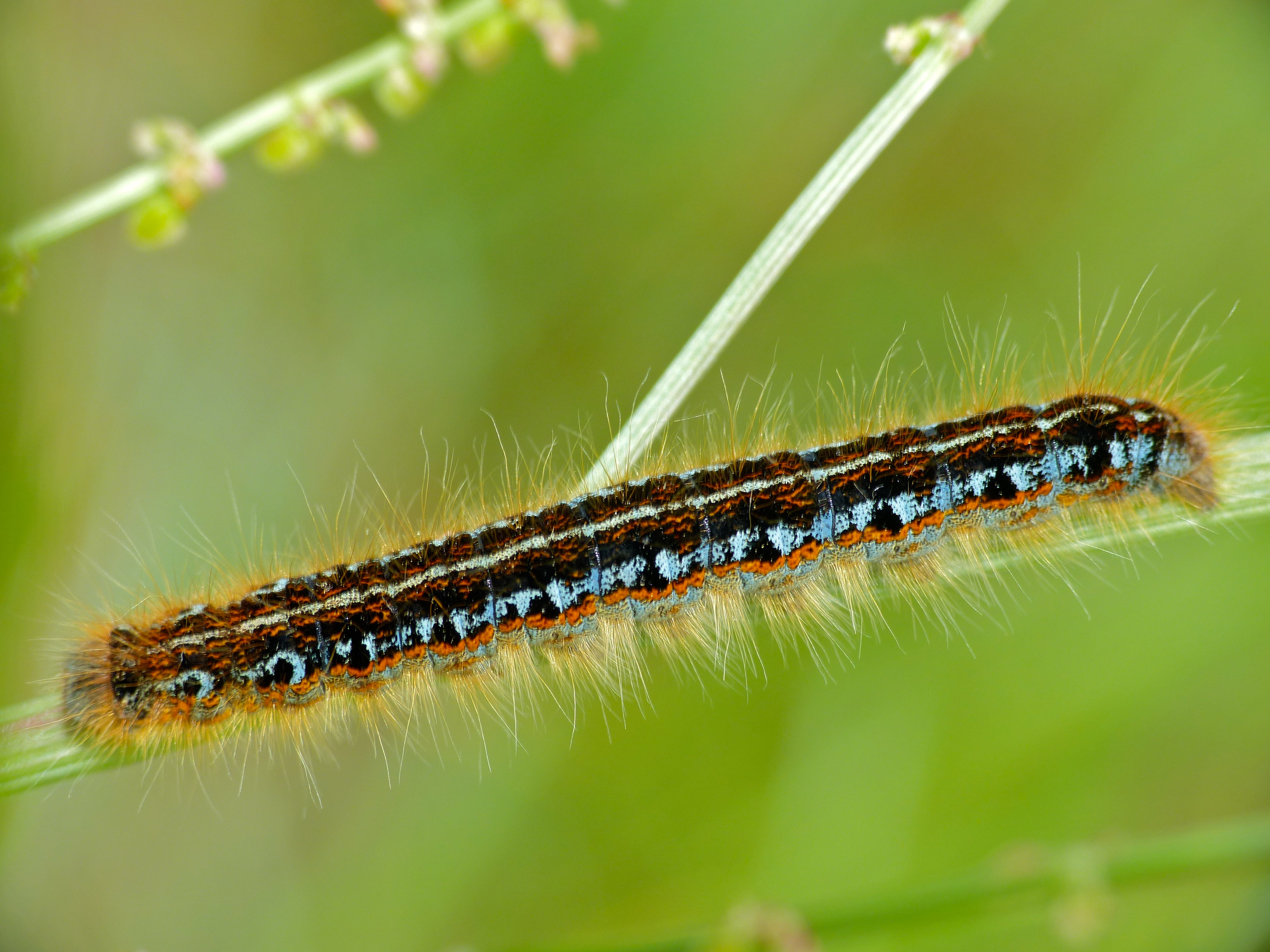 Ground Lackey (Malacosoma castrensis) caterpillar (13975864309).jpg