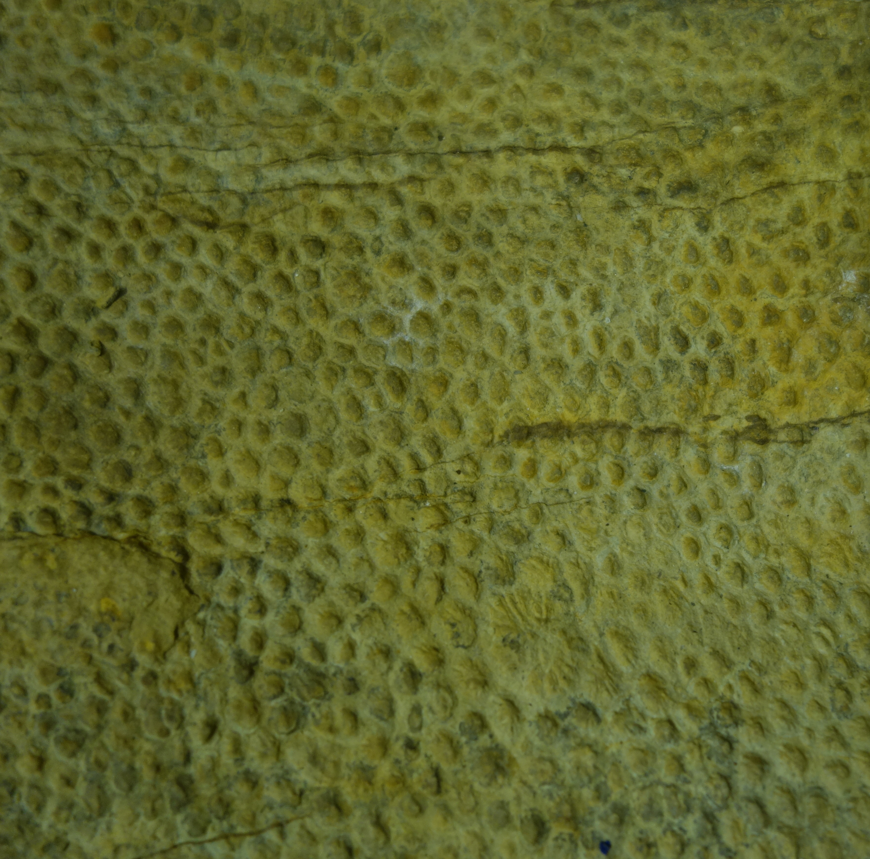 File:Image skin texture.jpg - Wikimedia Commons