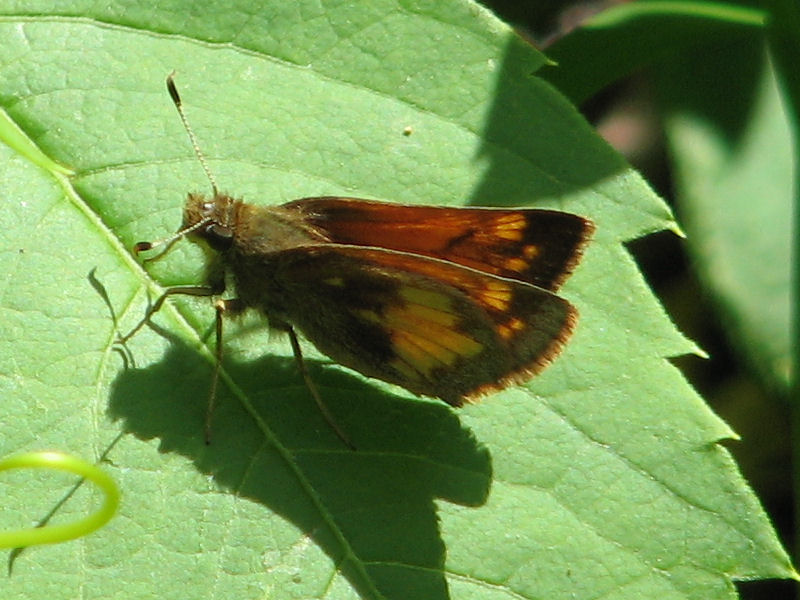 File:Hobomok Skipper, ventral view.jpg