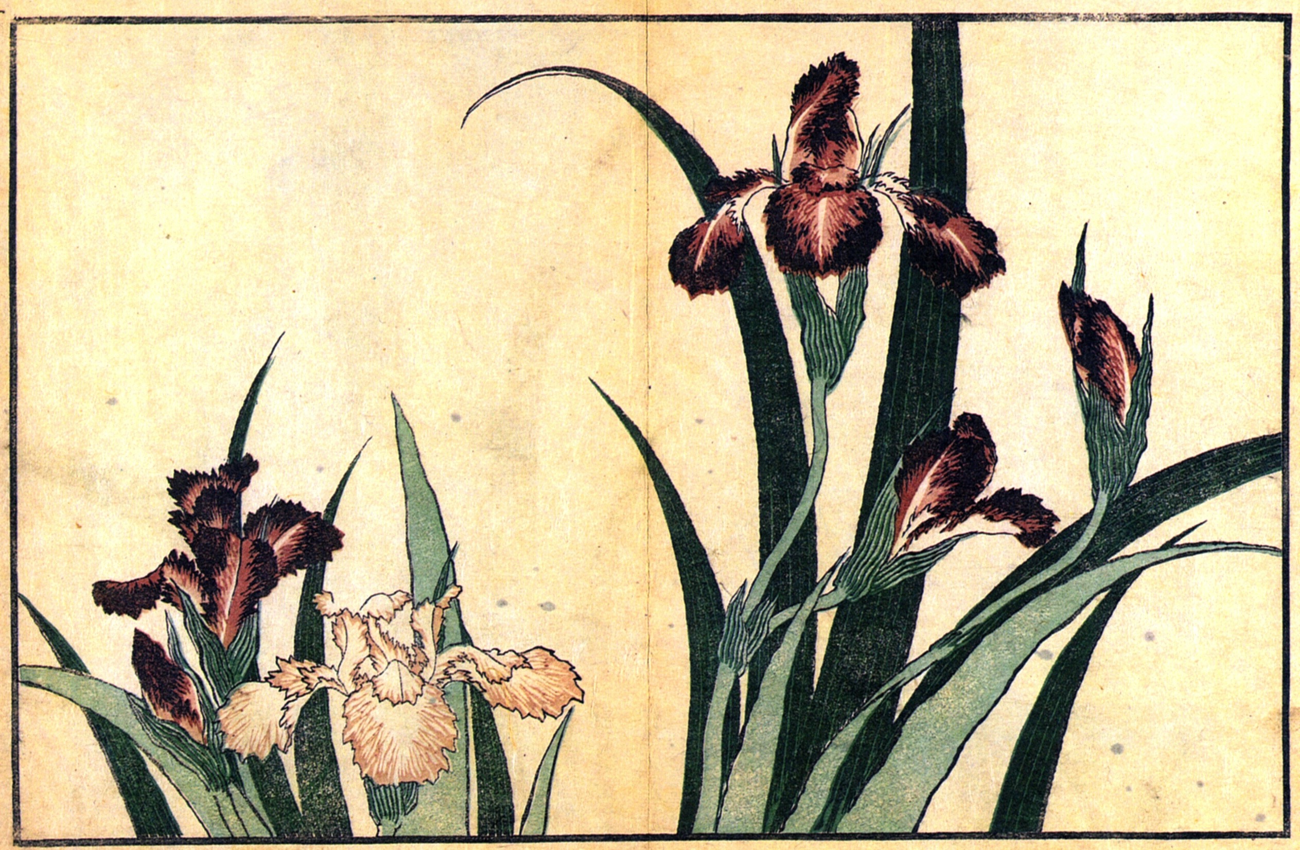 http://upload.wikimedia.org/wikipedia/commons/8/85/Hokusai_Irises.jpg