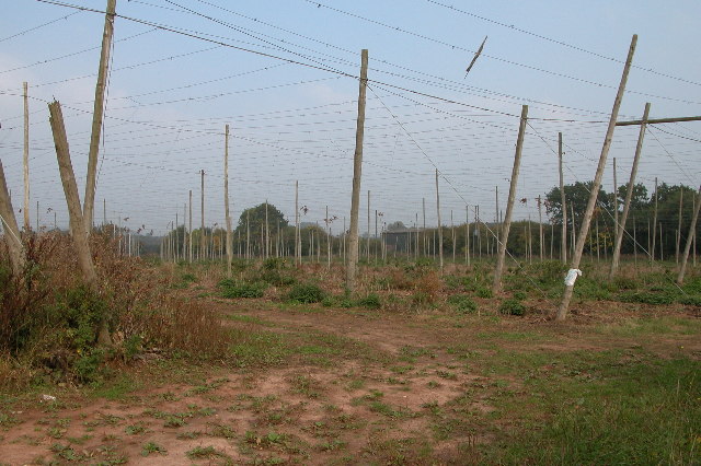 File:Hop field at Cold Green - geograph.org.uk - 66565.jpg