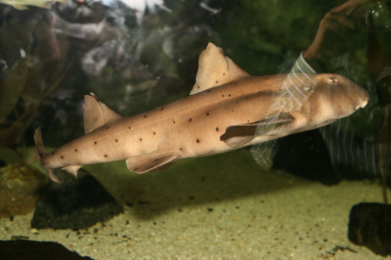 File:Horn Shark (Heterodontus francisci) (3148926237).jpg - Wikimedia  Commons