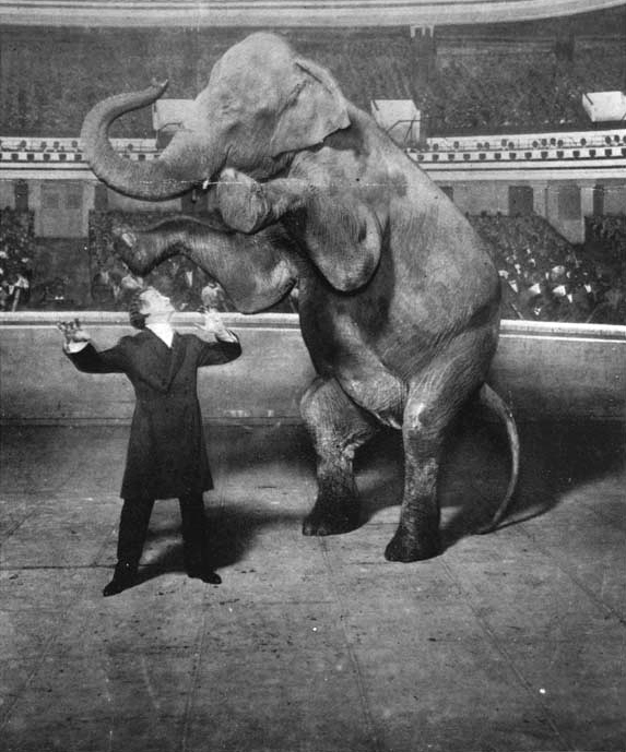 Houdini og elefant