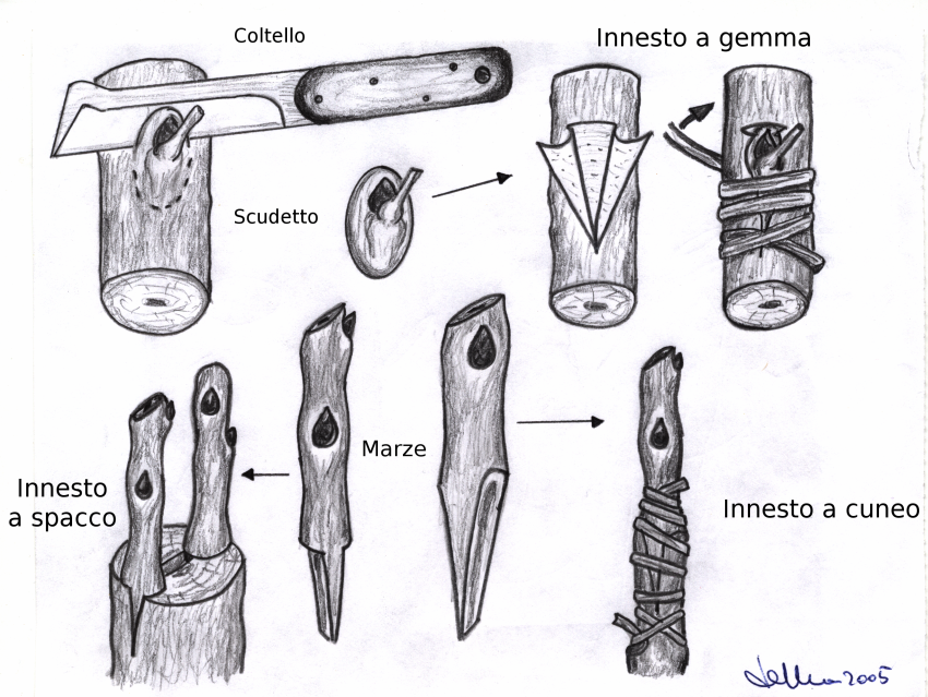 File:Innesti-01.png - Wikipedia