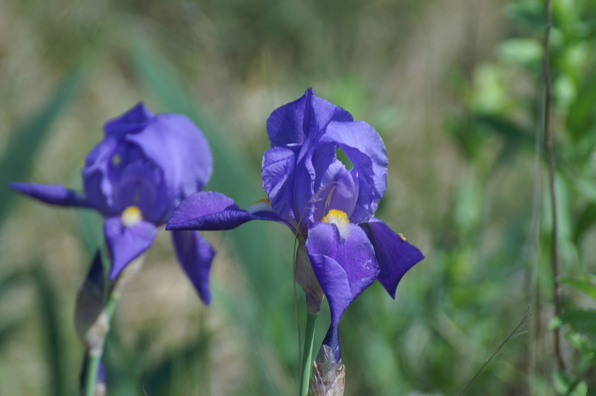 Ирис паллида. Перуника Ирис. Iris pallida 2007. Ирис 827. Семейство Ирисовые - Iridaceae Ирис понтический - Iris Pontica zapał.