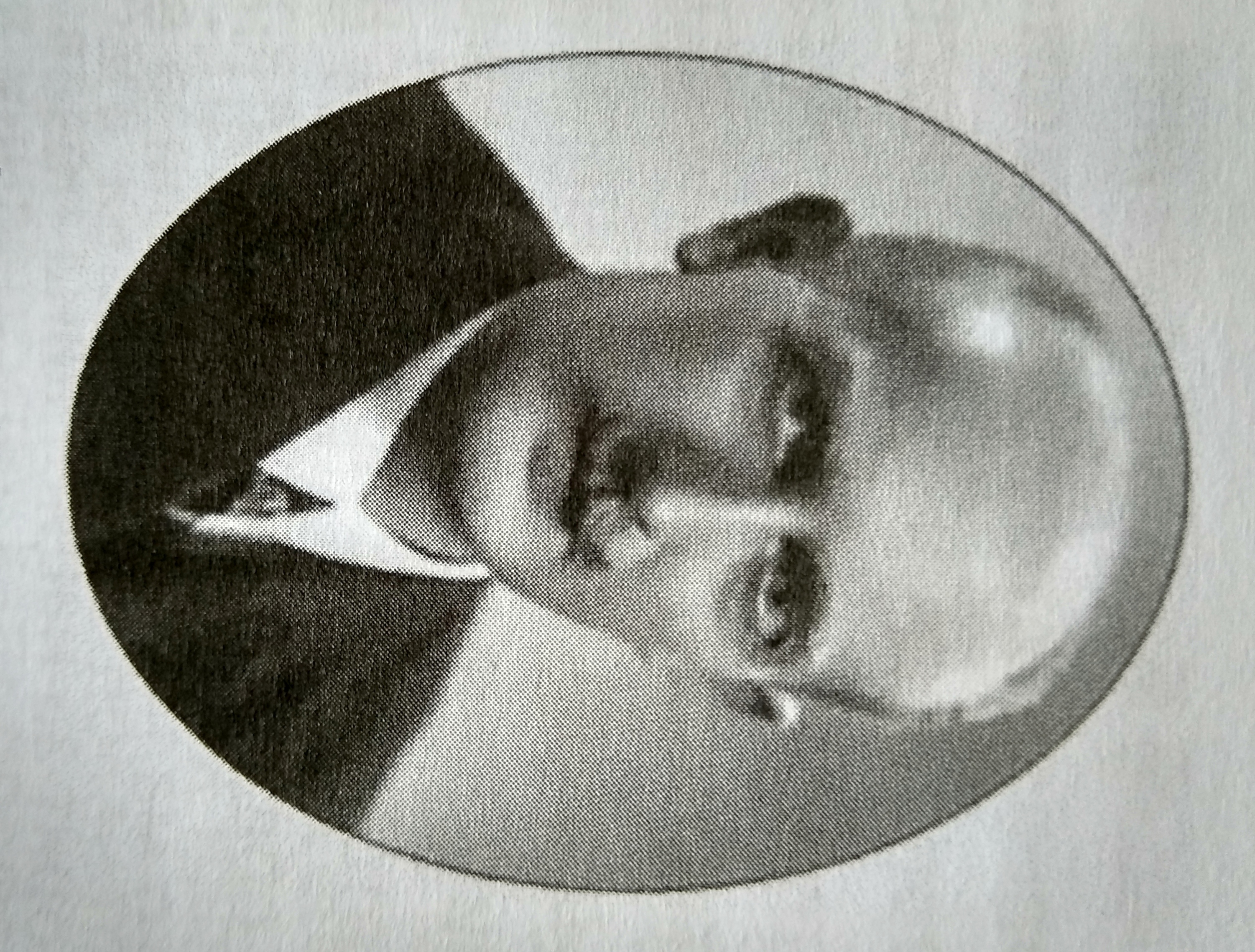 Ivan Buresh