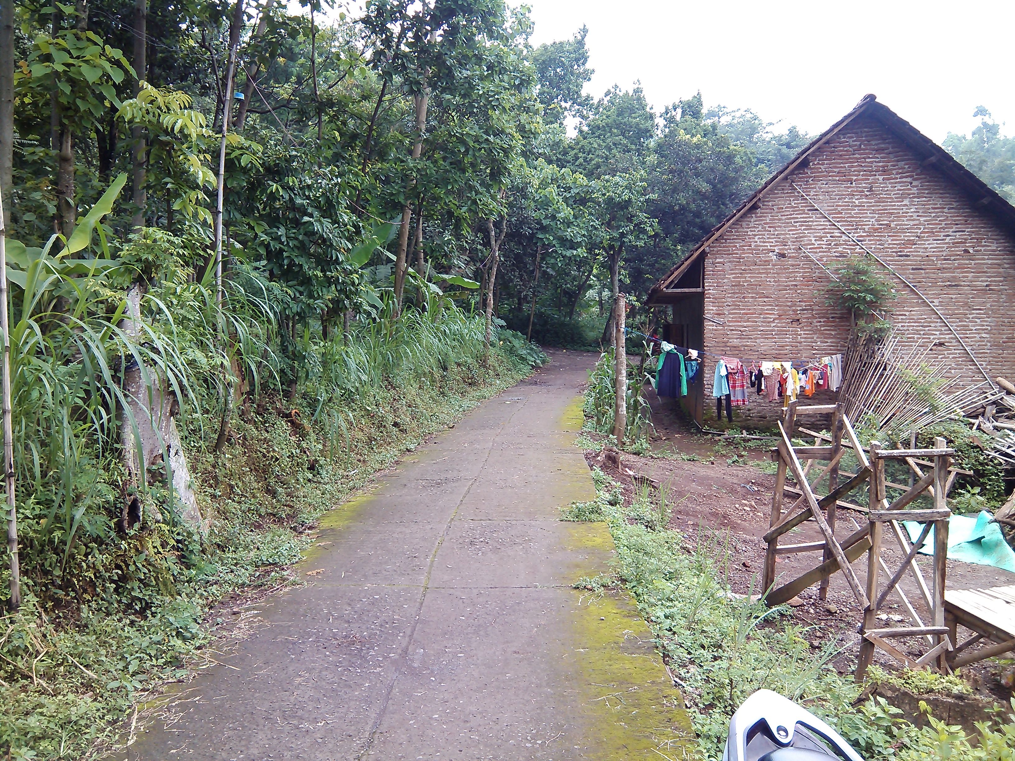 File Jalan kampung  dekat hutan di Desa Cendono Purwosari 