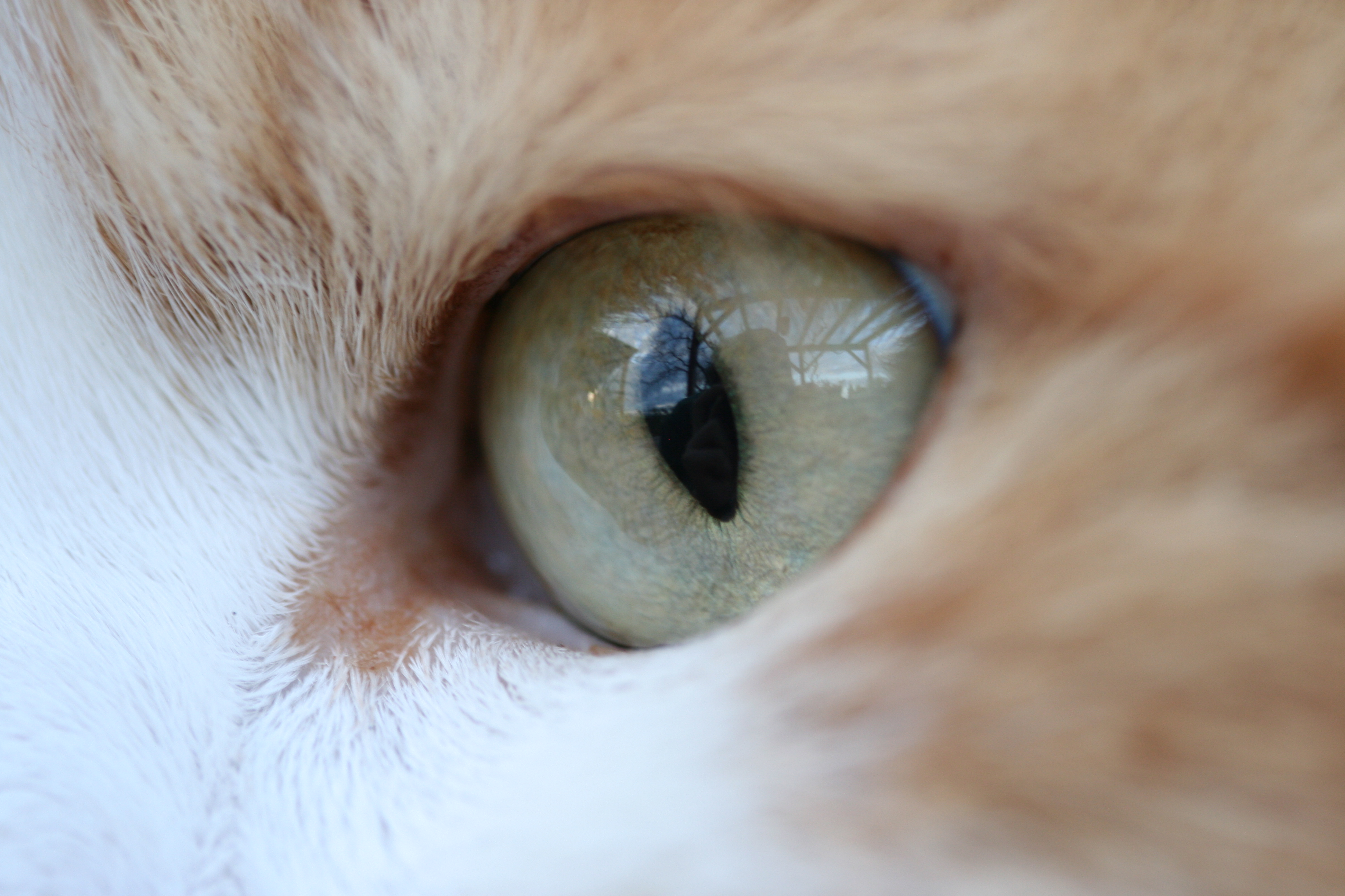 File:Katzen Auge.JPG - Wikipedia