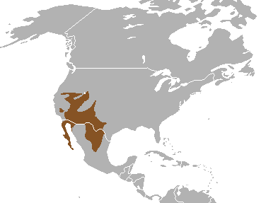 File:Kit Fox area.png