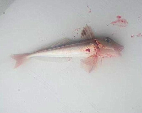 File:Large grey gurnard.jpg