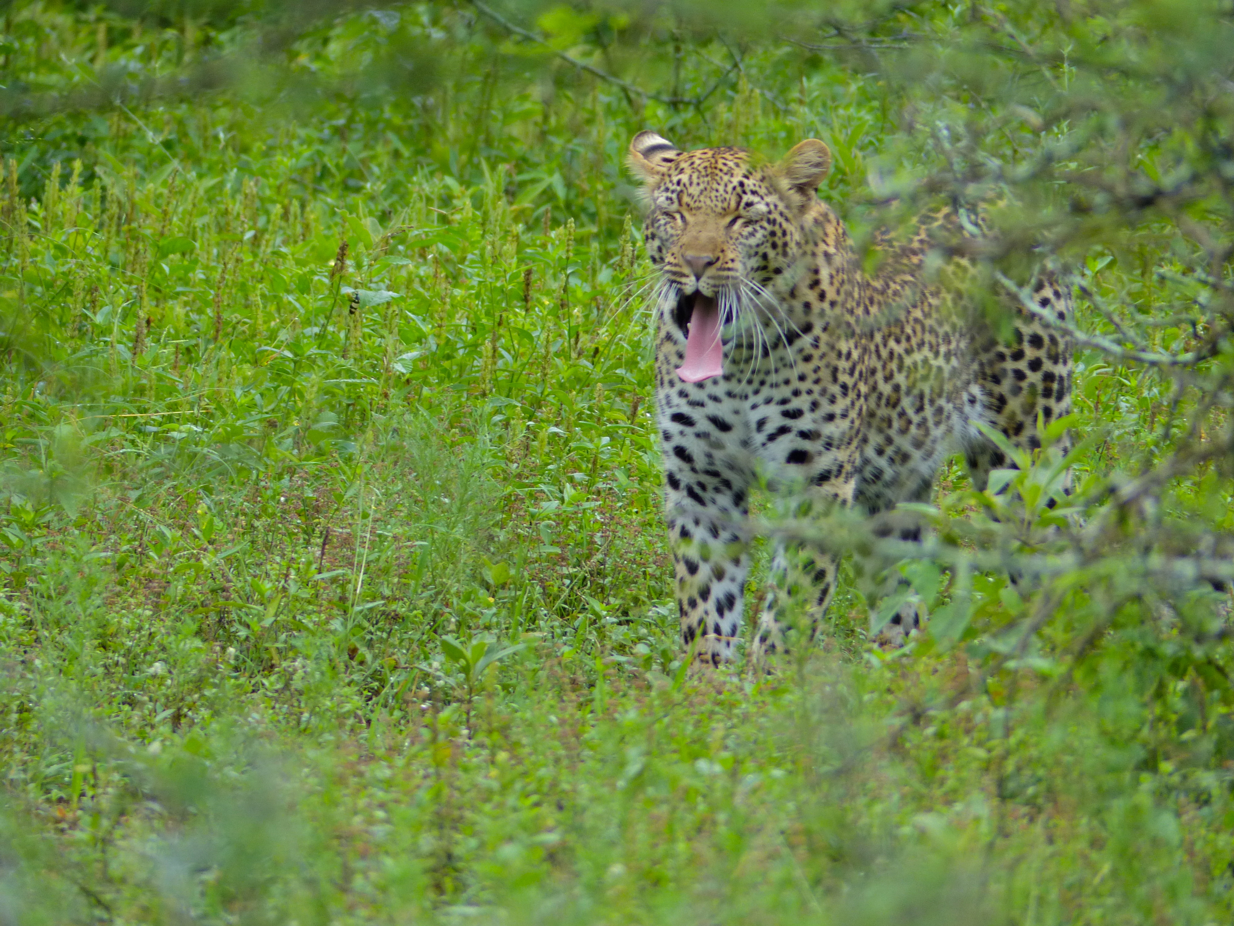 Leopard (Panthera pardus) yawning (12906755343).jpg