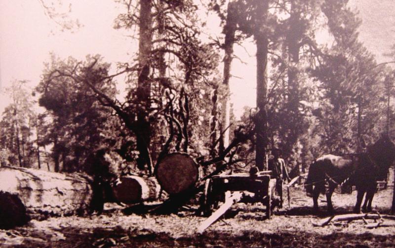 File:Logging opperations in Zion in the 1900s.jpeg