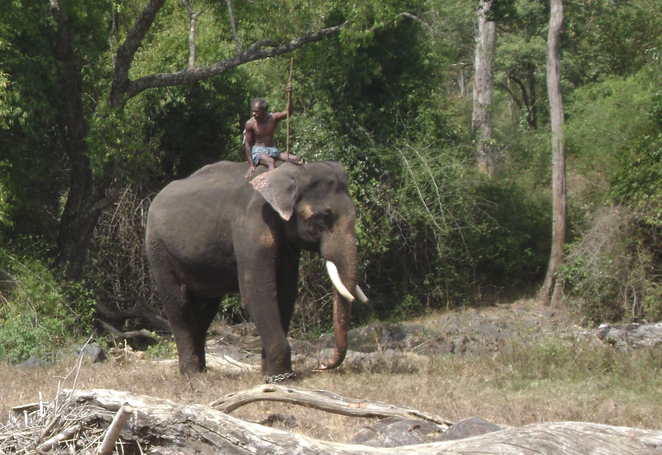 Напуганный слон. Working Elephants. Kabini Jungle. Working elephant