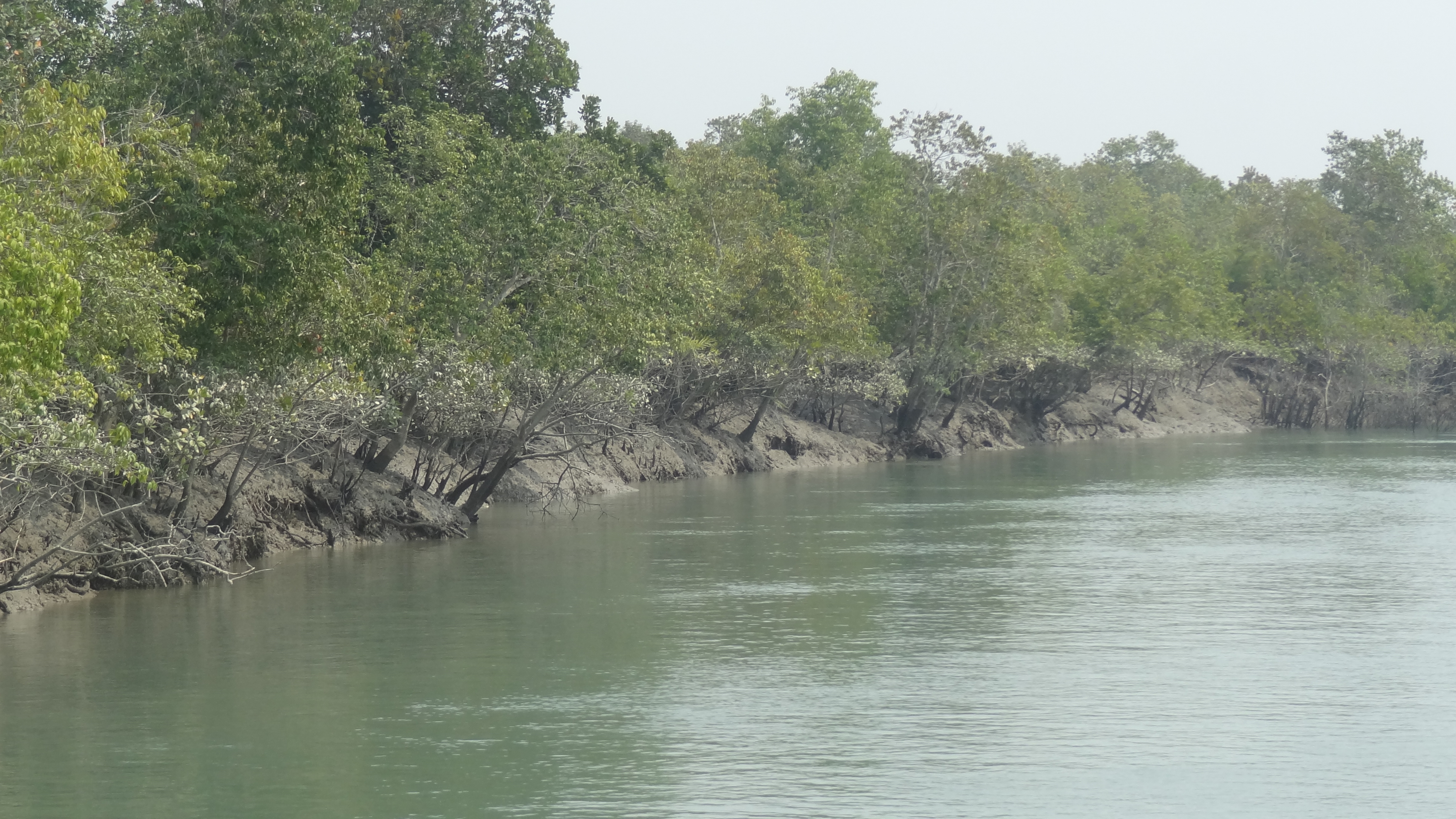 Operation sundarbans