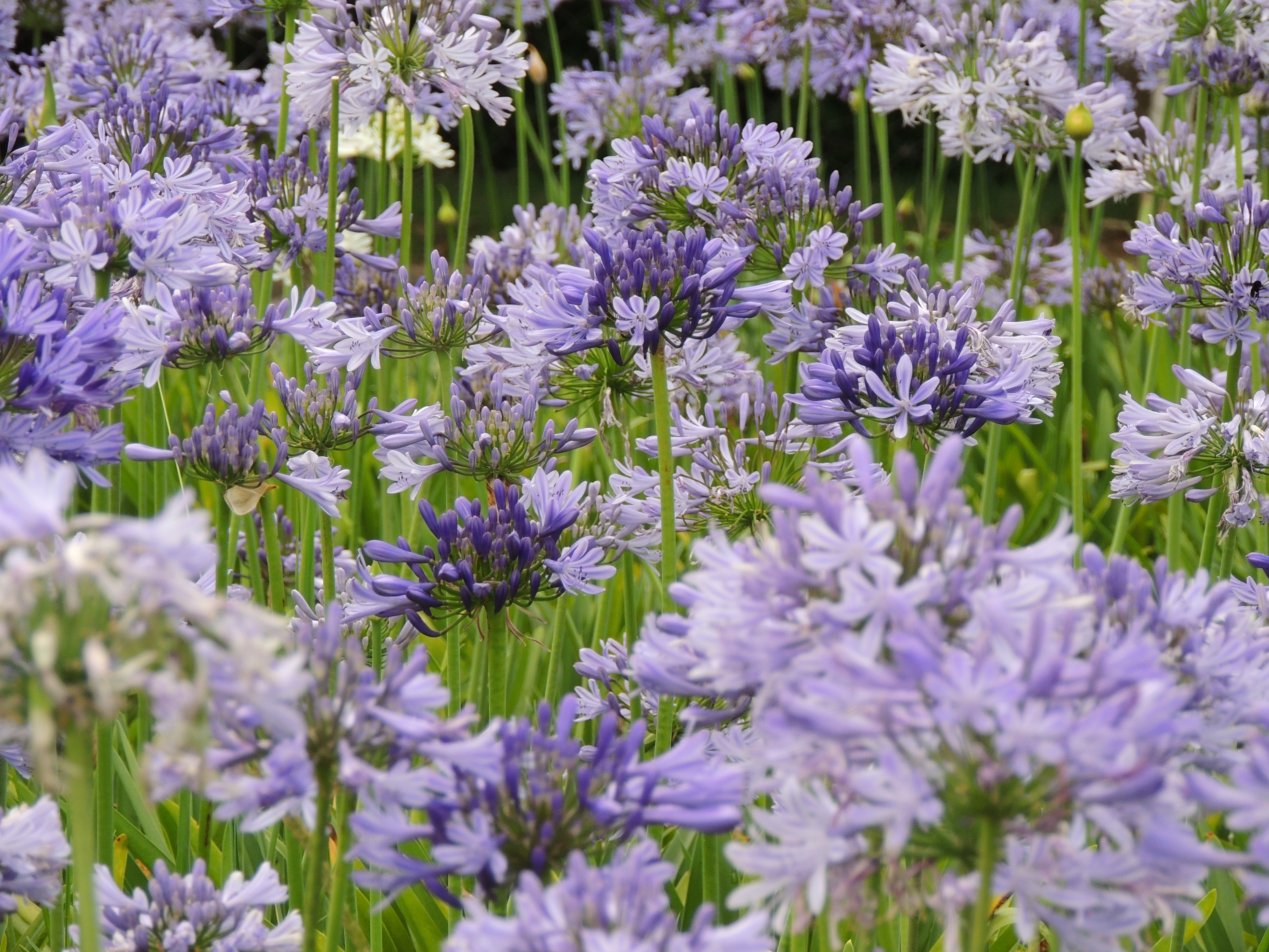 File O Agapanto Agapanthus Africanus E Um Lirio Seu Nome Deriva Do Grego E Significa Flor