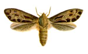 <i>Oncopera</i> genus of insects