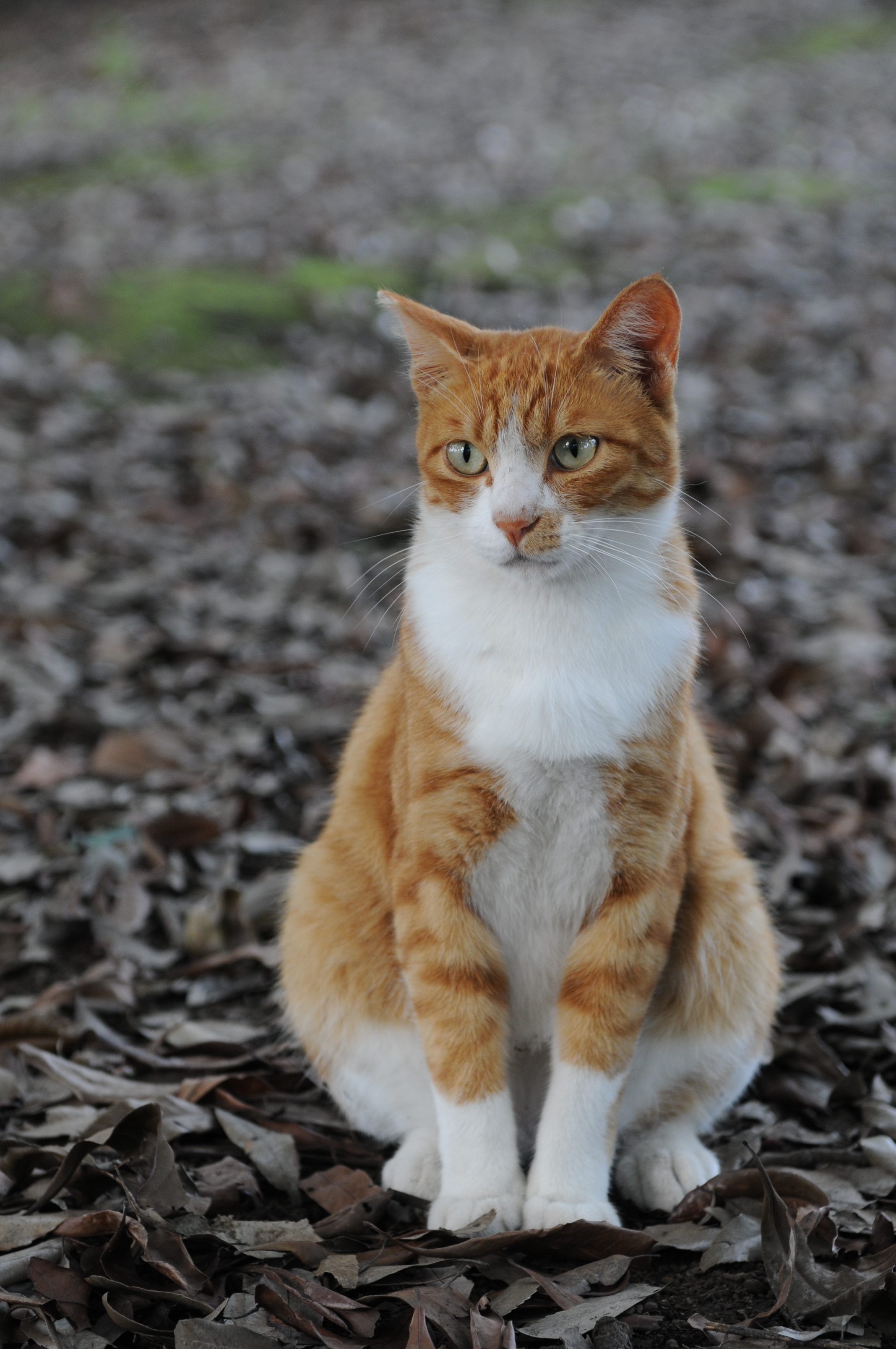 Фото сидящей кошки