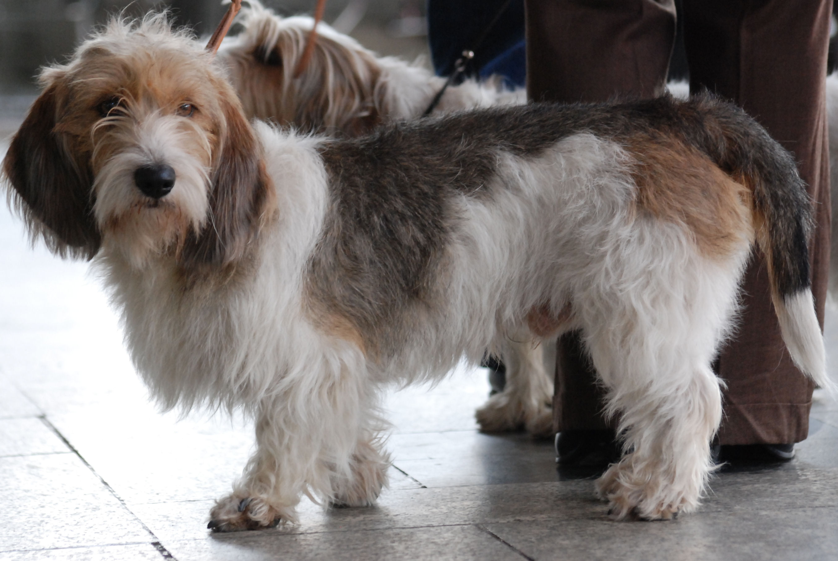 petit basset griffon vendeen puppies for sale