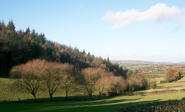 File:Raven Hill Wood - geograph.org.uk - 287640.jpg