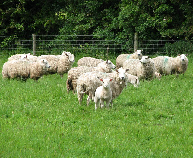 File:Sheep and lambs - geograph.org.uk - 1324821.jpg