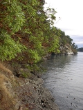 Shoreline, Collinson Point.jpg 