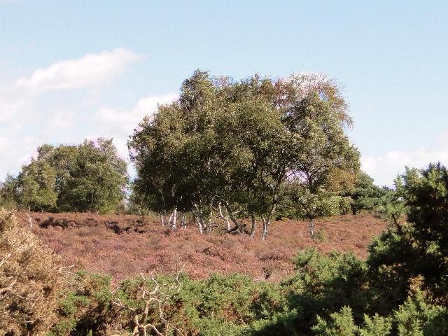 Silver Birch amongst the heather - geograph.org.uk - 2070697