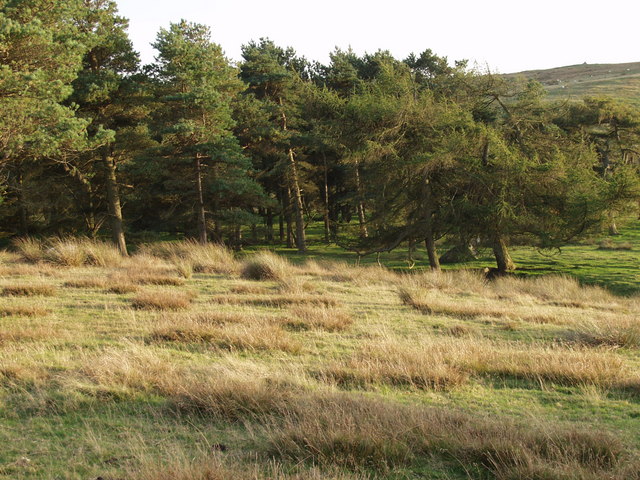 File:Small plantation on Eglwyseg Mountain - geograph.org.uk - 243785.jpg