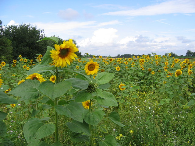 File:Sunflowers - geograph.org.uk - 937524.jpg