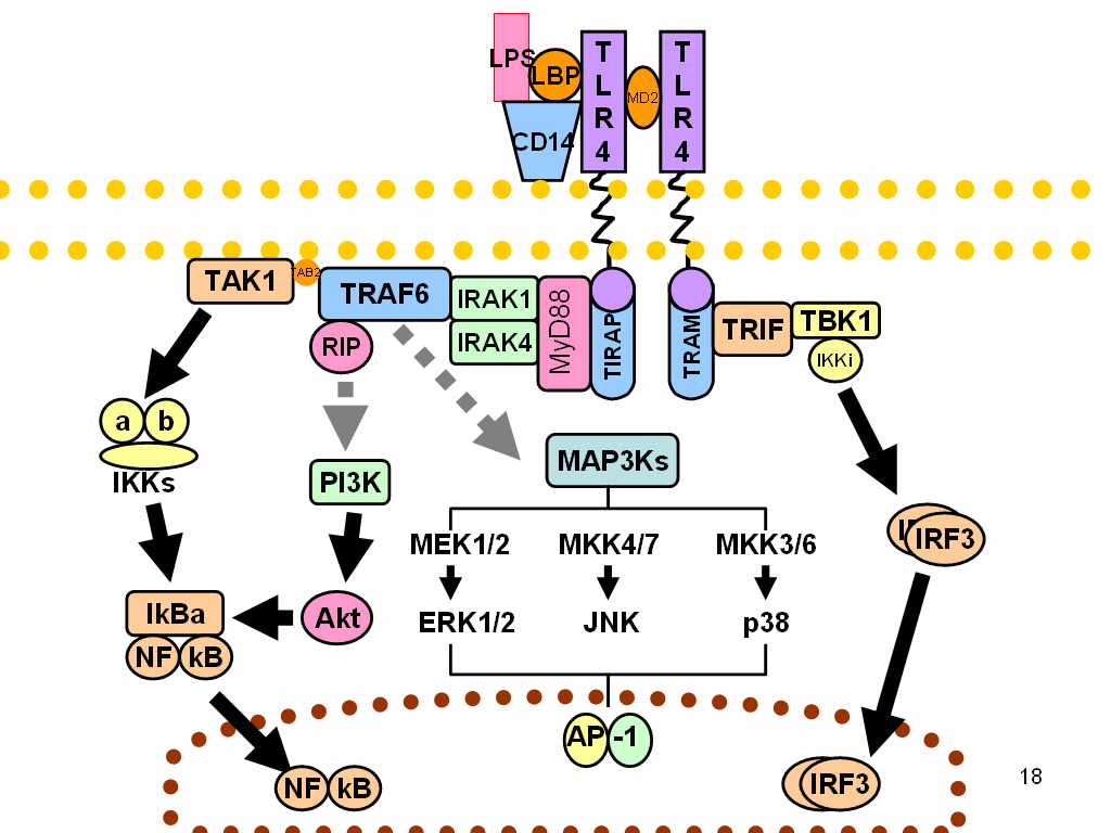 [Image: Toll-like_receptor_pathways_revised.jpg]