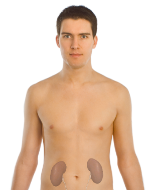 File:Trying new kidneys.png